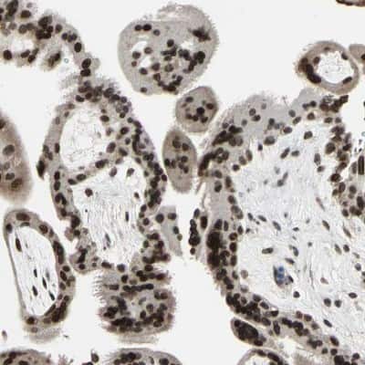Immunohistochemistry-Paraffin: ISY1 Antibody [NBP1-81865]