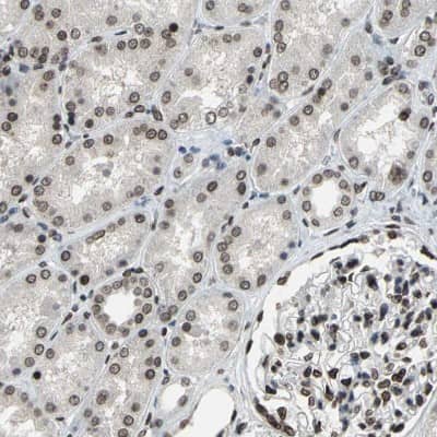 Immunohistochemistry-Paraffin: ISY1 Antibody [NBP1-81865]