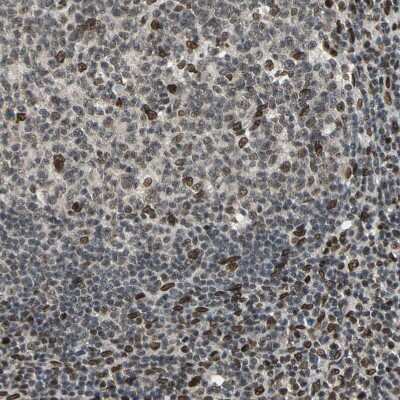 Immunohistochemistry-Paraffin: ISY1 Antibody [NBP1-81865]