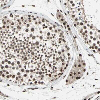 Immunohistochemistry-Paraffin: ISY1 Antibody [NBP1-81865]