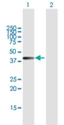 Western Blot: ISY1 Antibody [H00057461-B01P]