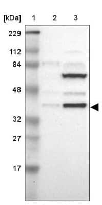 Western Blot: ISY1 Antibody [NBP1-81865]