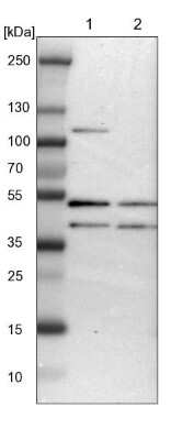 Western Blot: ISY1 Antibody [NBP1-81865]