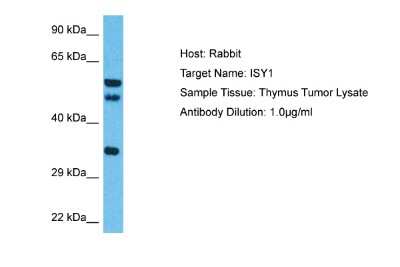 Western Blot: ISY1 Antibody [NBP2-87640]