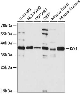 Western Blot: ISY1 AntibodyAzide and BSA Free [NBP3-04661]