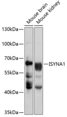 Western Blot: ISYNA1 AntibodyAzide and BSA Free [NBP3-04584]