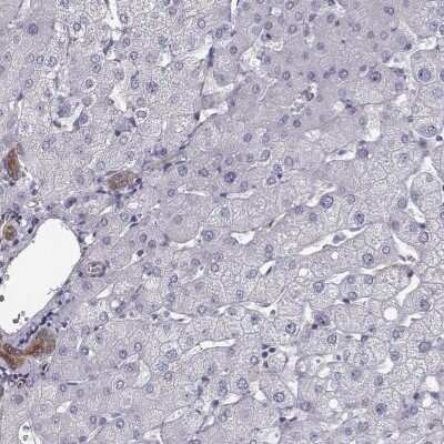 Immunohistochemistry-Paraffin: ISYNA1 Antibody [NBP2-48513]