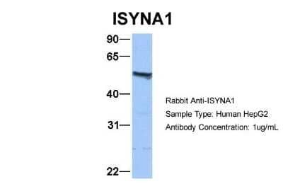 Western Blot: ISYNA1 Antibody [NBP1-54984]