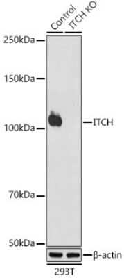 Knockout Validated: ITCH/AIP4 Antibody (7I7B10) [NBP3-16669]