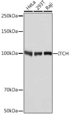 Western Blot: ITCH/AIP4 Antibody (7I7B10) [NBP3-16669]