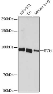 Western Blot: ITCH/AIP4 Antibody (7I7B10) [NBP3-16669]