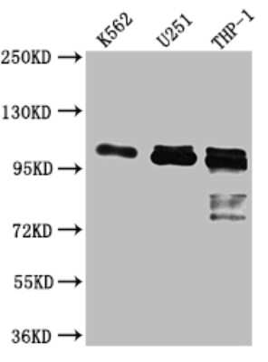 Western Blot: ITCH/AIP4 Antibody (9C3) [NBP3-15151]