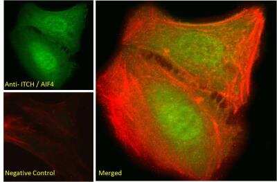 Immunofluorescence: ITCH/AIP4 Antibody [NB100-68142]