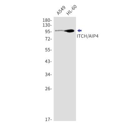 Western Blot: ITCH/AIP4 Antibody (S03-4I6) [NBP3-19881]