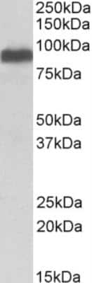 Western Blot: ITCH/AIP4 Antibody [NB100-68142]