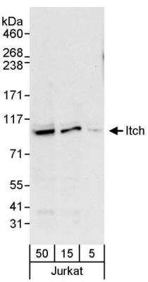 Western Blot: ITCH/AIP4 Antibody [NBP1-18881]