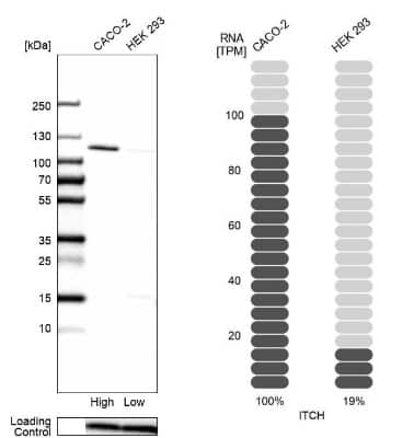 Western Blot: ITCH/AIP4 Antibody [NBP2-55083]