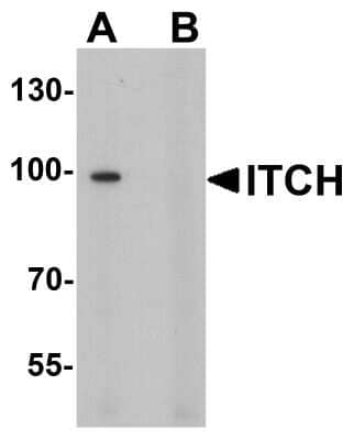 Western Blot: ITCH/AIP4 AntibodyBSA Free [NBP2-81837]