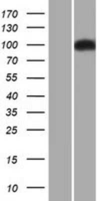 Western Blot: ITCH/AIP4 Overexpression Lysate [NBL1-12057]