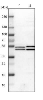 Western Blot: ITFG1 Antibody [NBP1-85734]