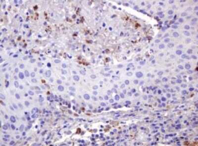 Immunohistochemistry: ITFG3 Antibody (OTI3B3) [NBP2-45766]