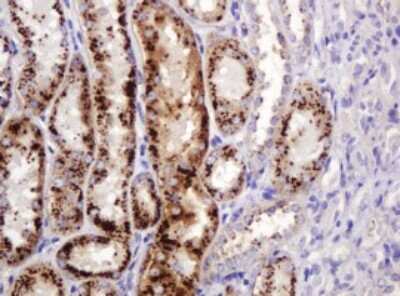 Immunohistochemistry: ITFG3 Antibody (OTI3B3) [NBP2-45766]