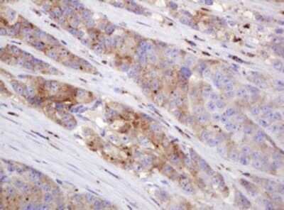 Immunohistochemistry: ITFG3 Antibody (OTI3B3) - Azide and BSA Free [NBP2-72253]