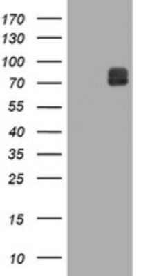 Western Blot: ITFG3 Antibody (OTI3B3)Azide and BSA Free [NBP2-72253]