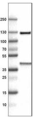 Western Blot: ITIH4 Antibody (CL1858) [NBP2-34492]