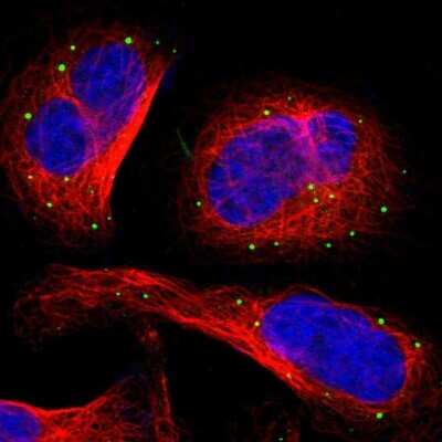 Immunocytochemistry/ Immunofluorescence: ITIH4 Antibody [NBP1-81777]