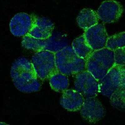 Immunocytochemistry/ Immunofluorescence: ITK Antibody (5G6) - BSA Free [NBP2-37578]