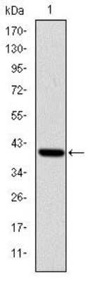 Western Blot: ITK Antibody (5G6)BSA Free [NBP2-37578]
