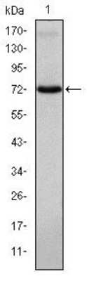 Western Blot: ITK Antibody (5G6)BSA Free [NBP2-37578]