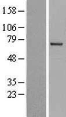 Western Blot: ITK Overexpression Lysate [NBL1-12080]