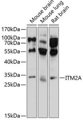 Western Blot: ITM2A AntibodyBSA Free [NBP3-04607]