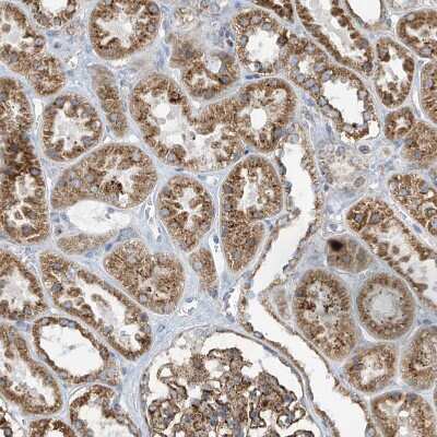 Immunohistochemistry-Paraffin: ITM2B Antibody [NBP1-88354]