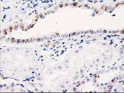 Immunohistochemistry: ITM2B Antibody (OTI1C11) - Azide and BSA Free [NBP2-71460]