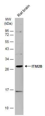 Western Blot: ITM2B Antibody [NBP2-17000]