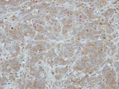 Immunohistochemistry-Paraffin: ITM2C Antibody [NBP2-17001]
