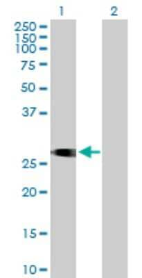 Western Blot: ITM2C Antibody [H00081618-B01P]