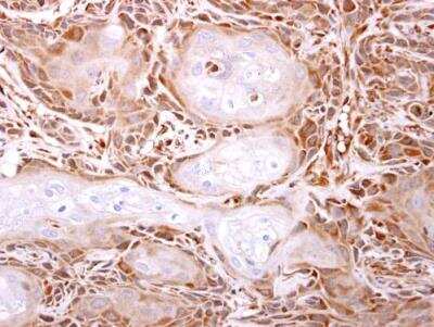 Immunohistochemistry-Paraffin: ITPA Antibody [NBP1-32494]