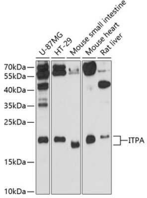 Western Blot: ITPA AntibodyAzide and BSA Free [NBP3-04495]