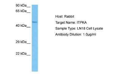 Western Blot: ITPKA Antibody [NBP2-83088]