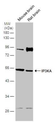 Western Blot: ITPKA Antibody [NBP3-13210]