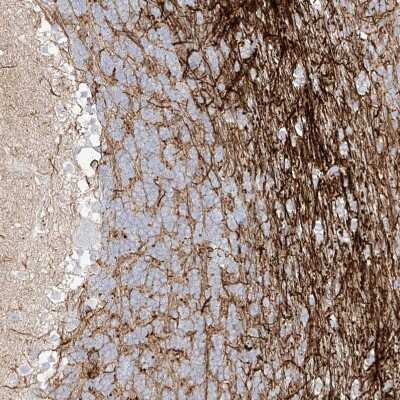 Immunohistochemistry-Paraffin: ITPKB Antibody [NBP1-81589]