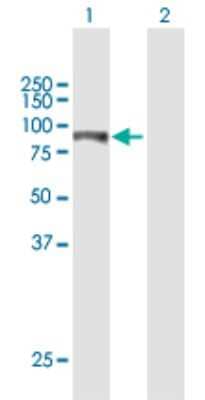 Western Blot: ITPKB Antibody [H00003707-B01P]