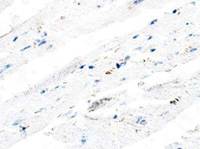 Immunohistochemistry-Paraffin: ITPR2 Antibody [NBP3-12318]