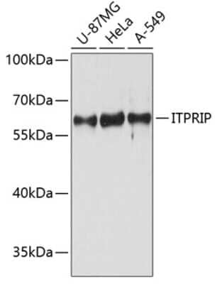 Western Blot: ITPRIP AntibodyAzide and BSA Free [NBP3-04376]