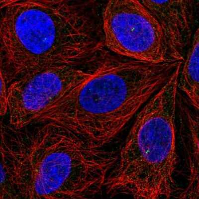 Immunocytochemistry/ Immunofluorescence: ITPRIPL2 Antibody [NBP2-58997]