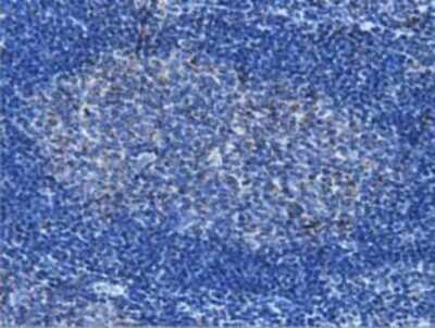 Immunohistochemistry-Paraffin: IVD Antibody (OTI1B10) [NBP2-03047]